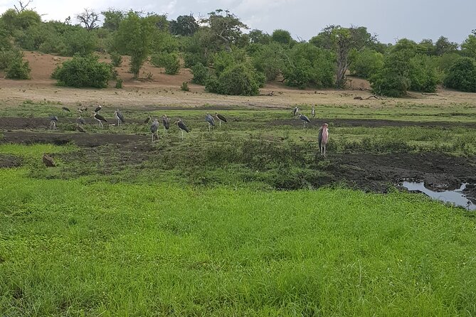 Chobe Full Day Safari in Chobe - Why Chobe works so well from Victoria Falls