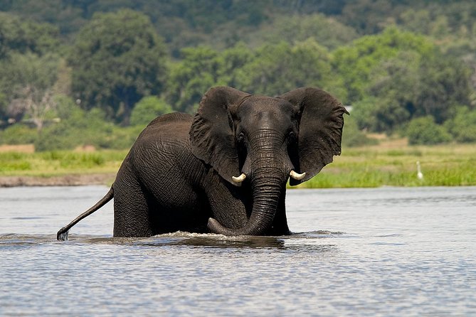 Chobe Full Day Safari Trip - Key things to know before you book