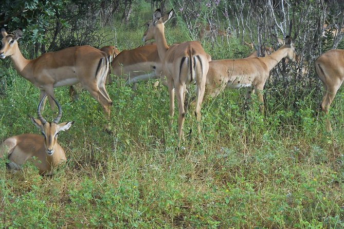 Chobe Full Day Safari Trip - From Victoria Falls to Botswana by 7:00 a.m.