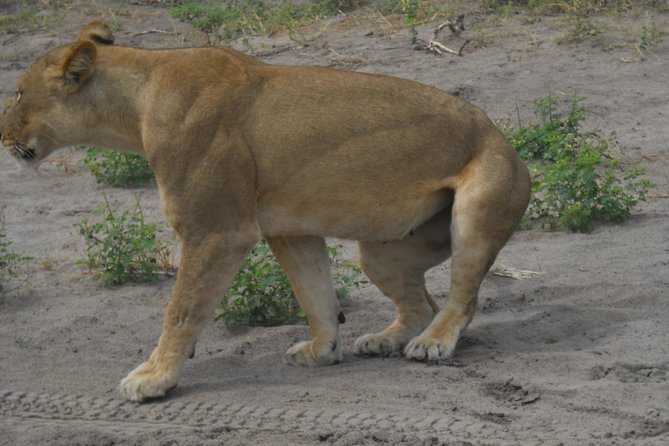 Chobe Full Day Safari Trip - The afternoon game drive in an open 4x4