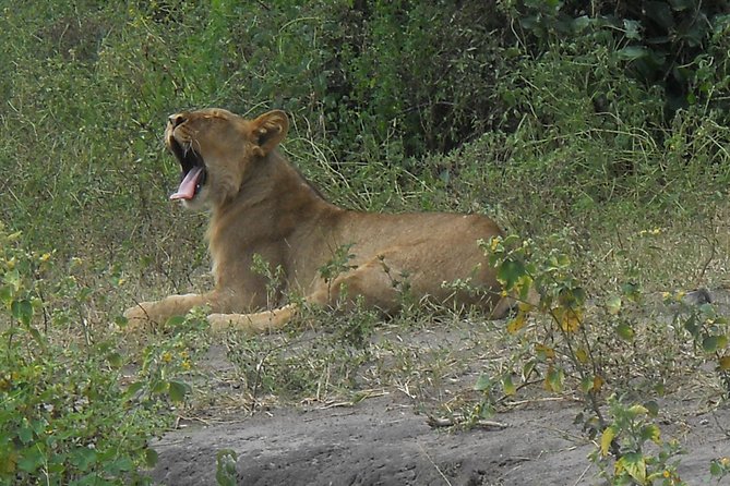Chobe Full Day Safari Trip - Why the two-safari format works