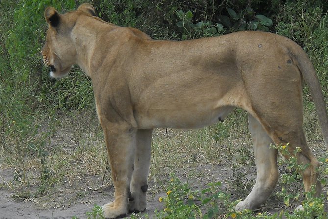 Chobe Full Day Safari Trip - Is $180 a fair price?