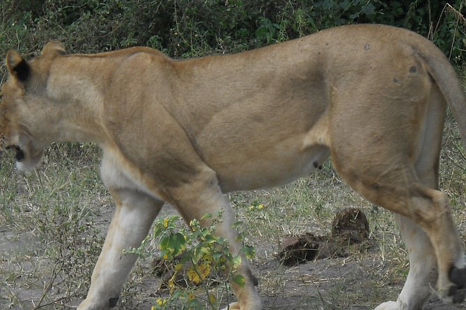 Chobe Full Day Safari Trip - Who will enjoy this Chobe day most?