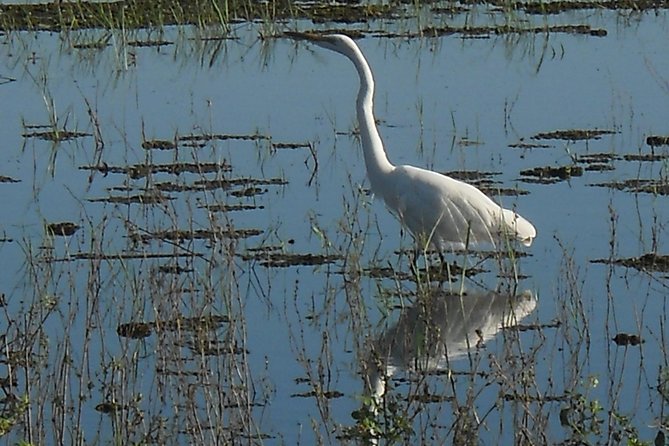 Chobe Full Day Safari Trip - Practical advice for a better day
