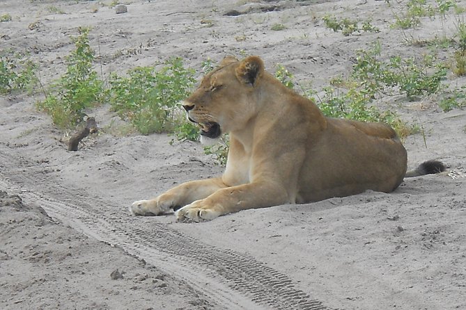 Chobe Full Day Safari Trip - Buffet lunch beside the Chobe River