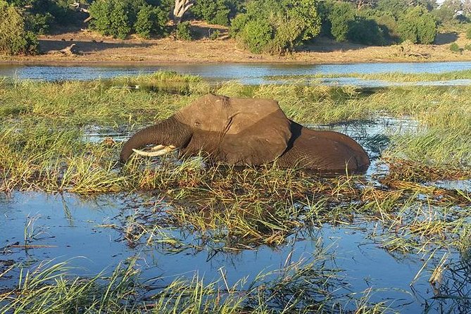Chobe Full day Safari with Victoria falls Sunrise Tour Combo - Chobe River boat cruise after lunch