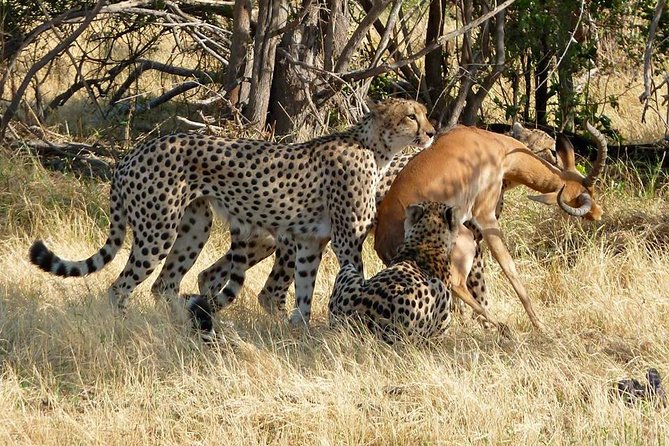 Chobe Full day Safari with Victoria falls Sunrise Tour Combo - Is $180 a good value?