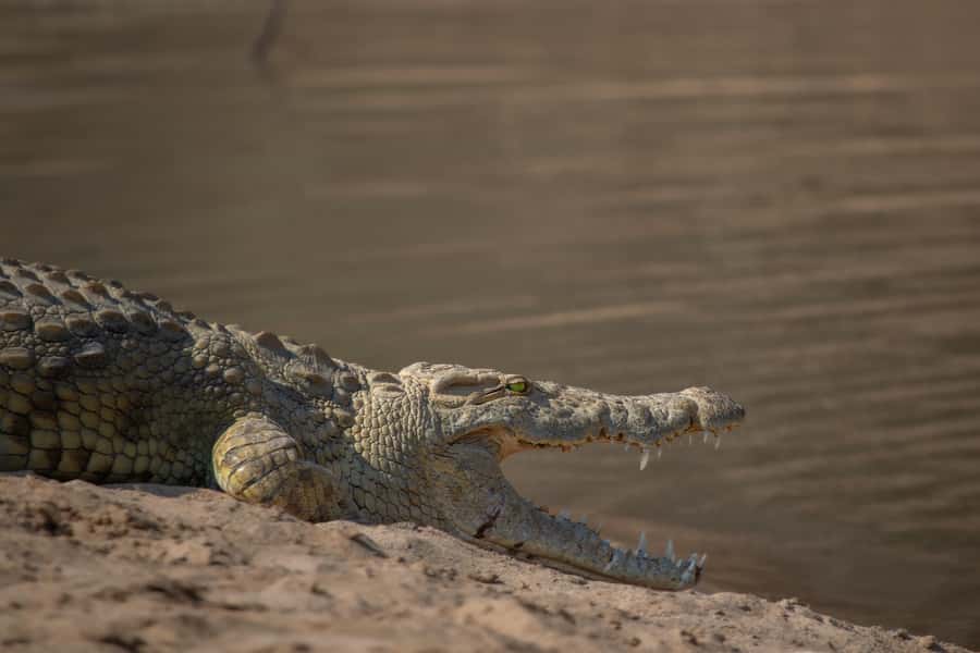 Chobe Full day Safari with Victoria falls Sunrise Tour Combo - Who will get the most from this tour?