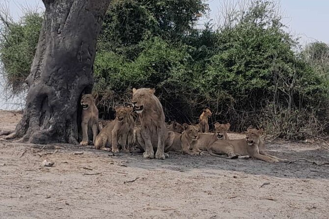 Chobe Full Day Trip - Key points before you book