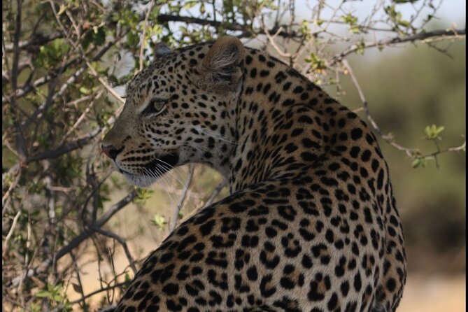 Chobe Full Day Trip - Why Chobe makes a strong day trip from Victoria Falls