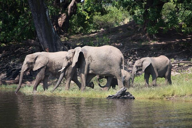 Chobe Full Day Trip - The main drawbacks to consider