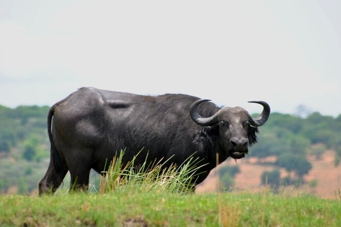 Chobe Full Day Trip From Victoria Falls - Buffet lunch and the midday reset