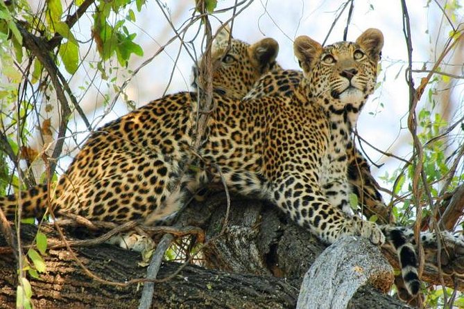 Chobe Full Day Trip From Victoria Falls - The Chobe River cruise in the afternoon