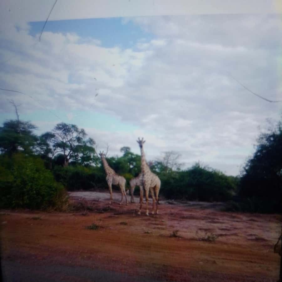 Chobe Half Day Trip from Victoria Falls - Key points to know before booking