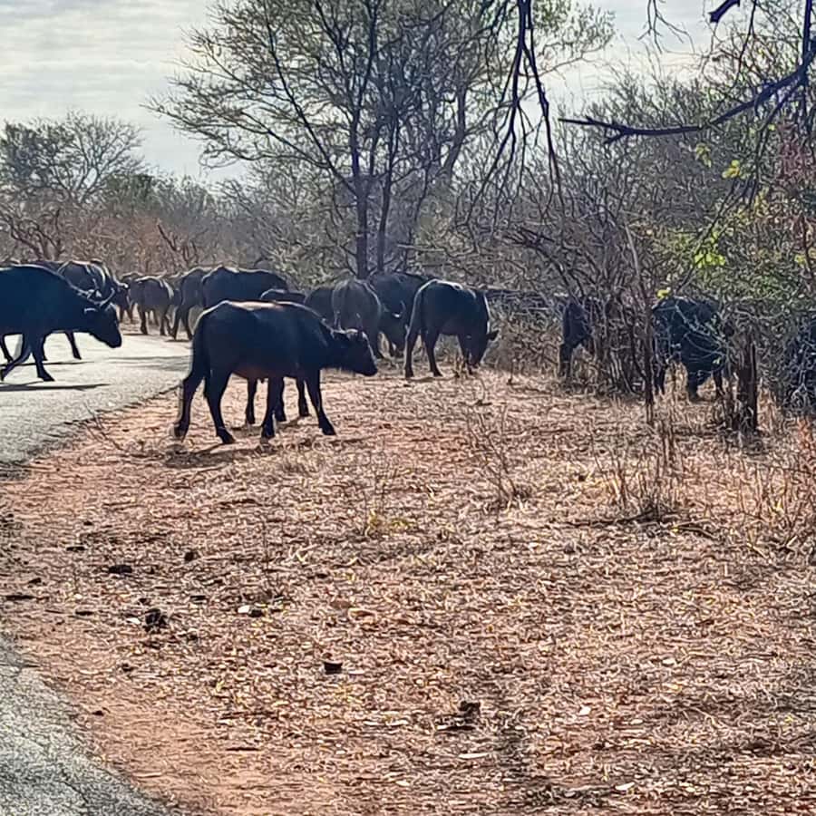 Chobe Half Day Trip from Victoria Falls - Why this Chobe trip works well from Victoria Falls