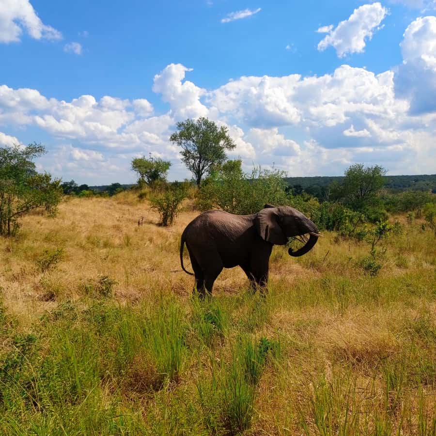Chobe Half Day Trip from Victoria Falls - Afternoon boat cruise: slower pace and river views