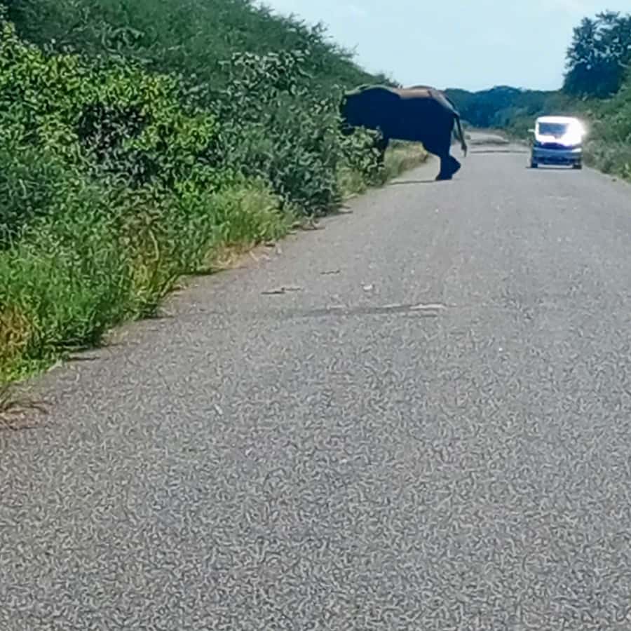 Chobe Half Day Trip from Victoria Falls - Lunch, fees, and the real cost of the outing