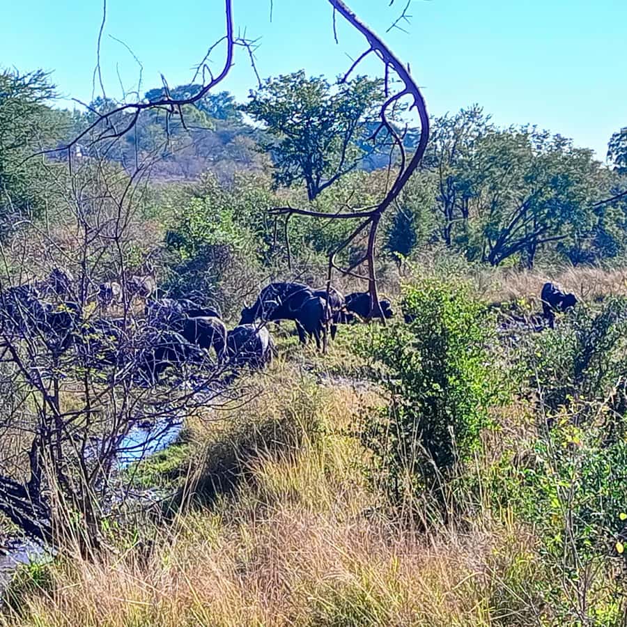 Chobe Half Day Trip from Victoria Falls - Pickup, access, and cancellation terms