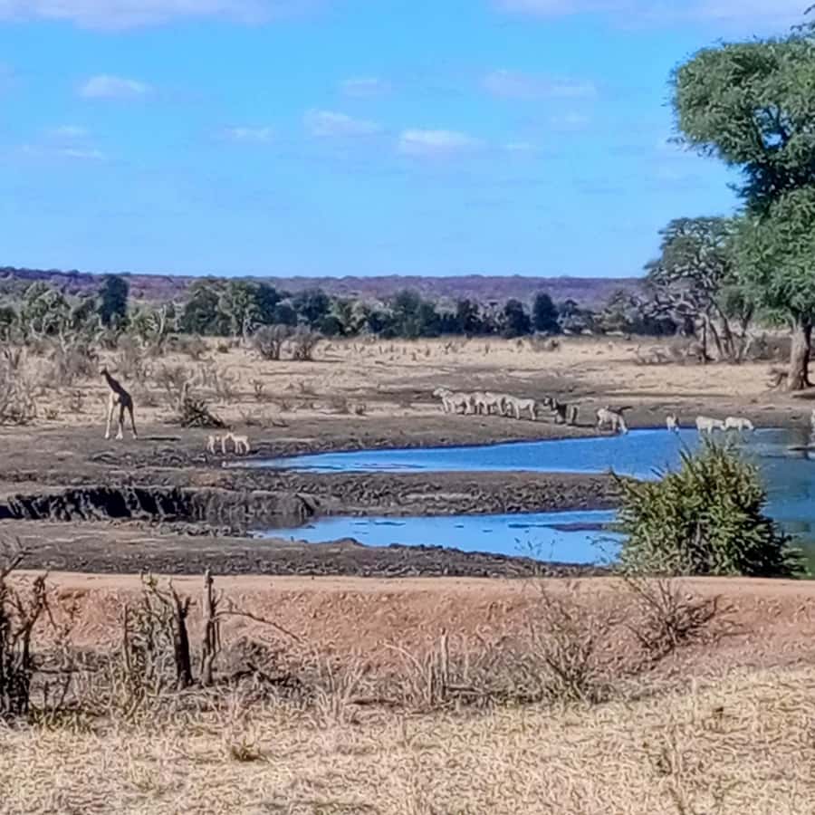 Chobe Half Day Trip from Victoria Falls - The one-hour drive from Victoria Falls to Botswana