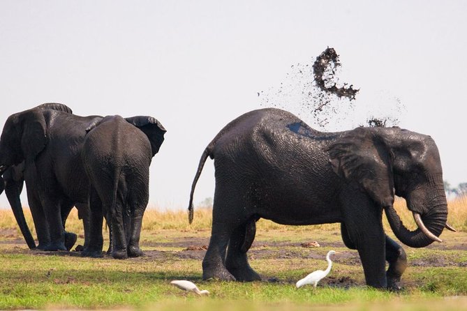 Chobe National Park 4X4 Day Safari and River Cruise - Three hours on the Chobe River