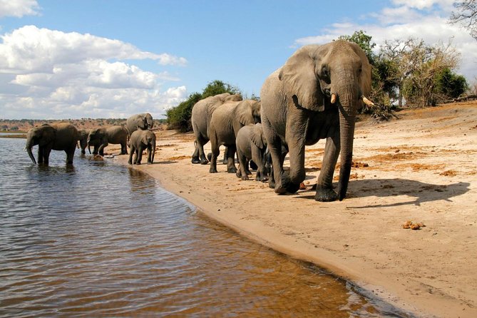 Chobe National Park 4X4 Day Safari and River Cruise - Why the water and land combination works