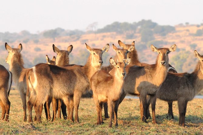 Chobe National Park 4X4 Day Safari and River Cruise - Border crossings and timing you should plan around