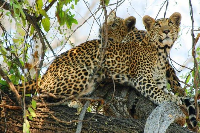 Chobe National Park Camping Safari From Victoria Falls (2 Days and 1 Night) - Key points to know before booking