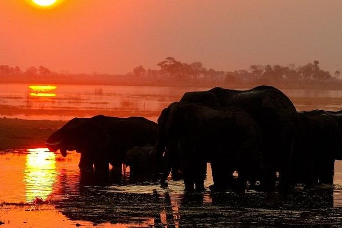 Chobe National Park Camping Safari From Victoria Falls (2 Days and 1 Night) - The early morning search for lions and wild dogs