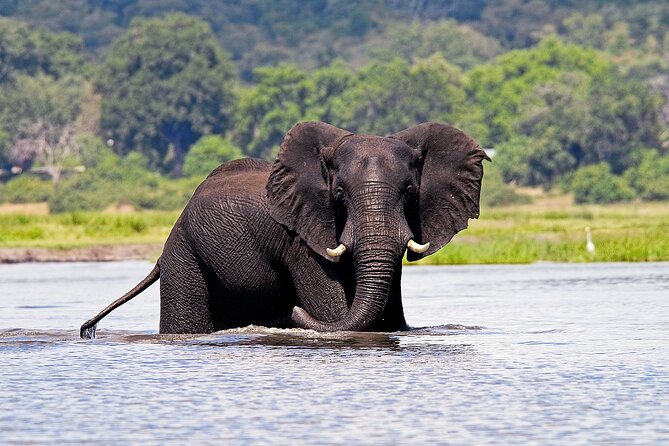 Chobe National Park Day Trip from Victoria Falls with Lunch - The afternoon game drive along the waterfront