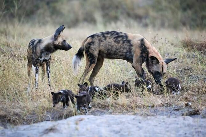 Chobe National Park from Victoria Falls - Kazungula border formalities and visa planning