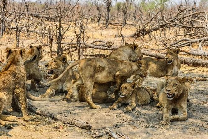 Chobe National Park from Victoria Falls - The 4WD game drive in Chobe National Park