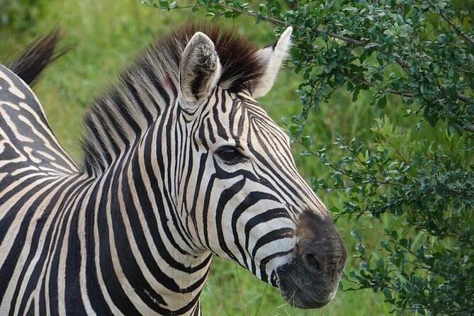 Chobe National Park from Victoria Falls - Lunch between the two safari activities