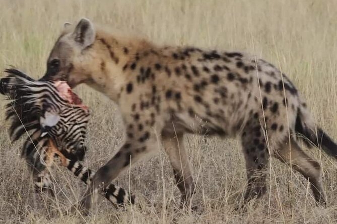 Chobe National Park from Victoria Falls - What the $170 price really covers