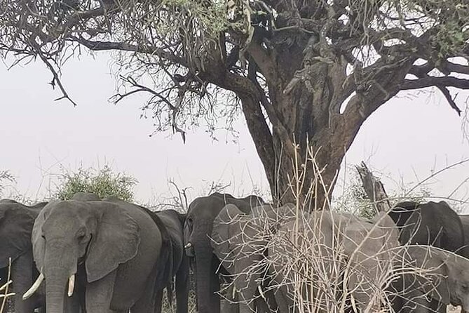 Chobe National Park from Victoria Falls - The one-hour drive through Zambezi National Park