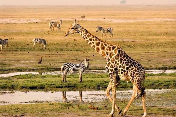 Chobe National Park Full Day Safari (Botswana) - Key points before you book