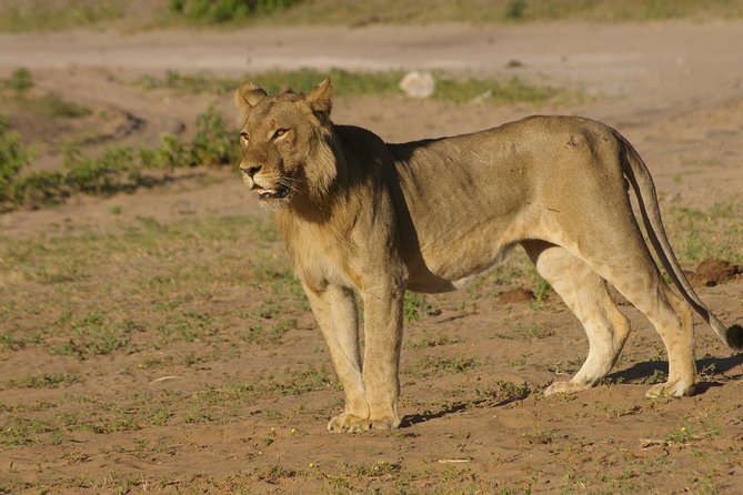 Chobe National Park Full Day Safari (Botswana) - Why Chobe makes sense from Victoria Falls