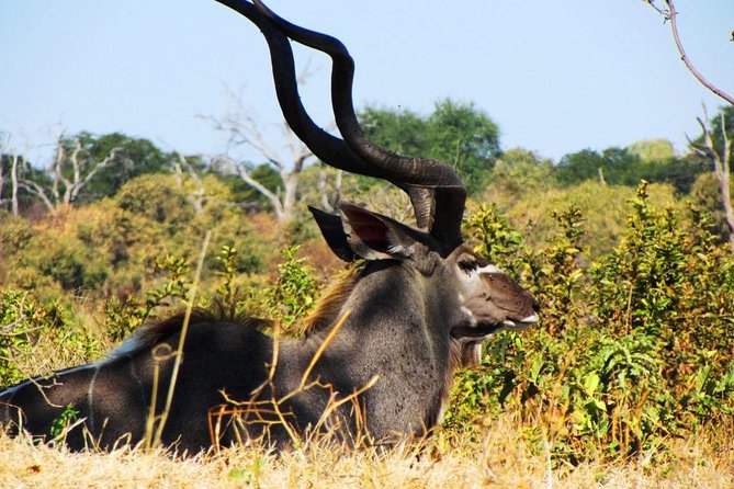Chobe National Park Full Day Safari (Botswana) - Is $200 a fair price?