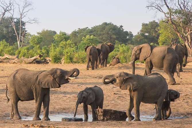 Chobe National Park Full Day Safari (Botswana) - Who will enjoy this Chobe day trip most?