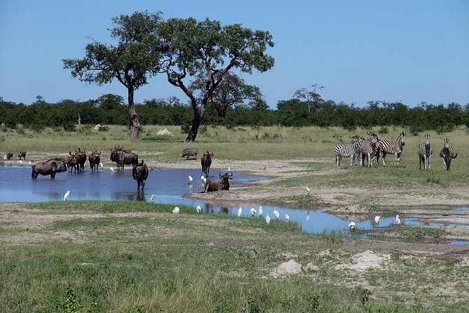 Chobe National Park Full Day Safari (Botswana) - Chobe Safari Lodge, the day’s wooden base