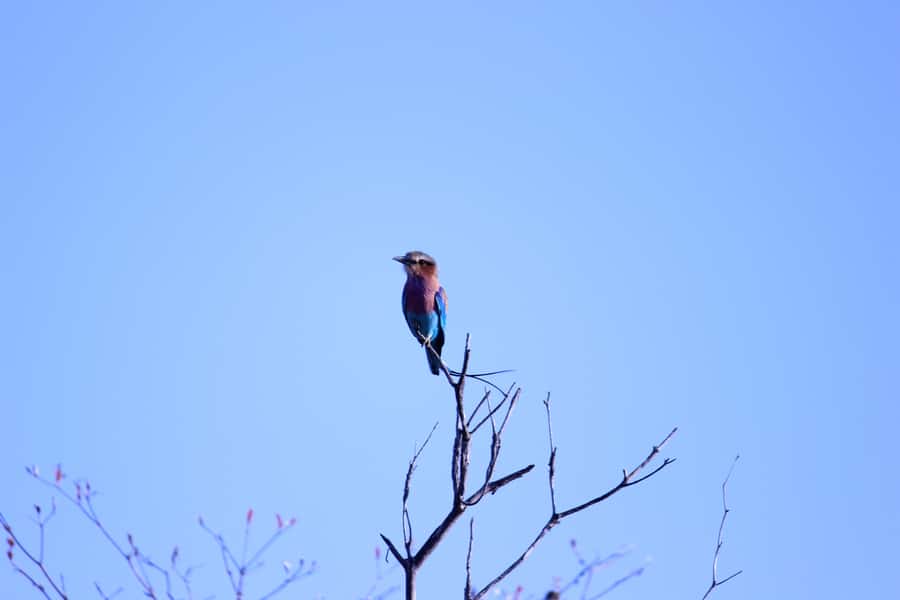 Chobe National Park: Game Drive, Boat Tour, and Lunch - Key points to know before booking