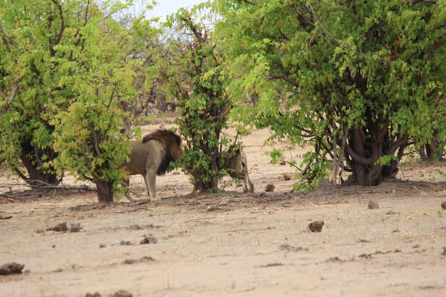 Chobe National Park: Game Drive, Boat Tour, and Lunch - Why this Chobe day trip works so well