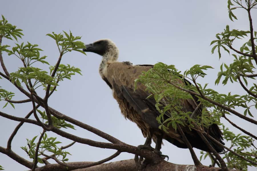 Chobe National Park: Game Drive, Boat Tour, and Lunch - Arriving at Chobe Marina Lodge