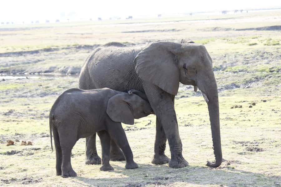 Chobe National Park: Game Drive, Boat Tour, and Lunch - What the $165 price really covers
