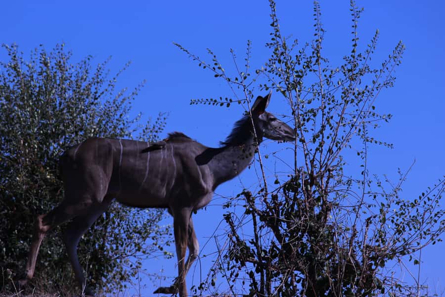 Chobe National Park: Game Drive, Boat Tour, and Lunch - The 7:00 AM pickup and drive to Kazungula