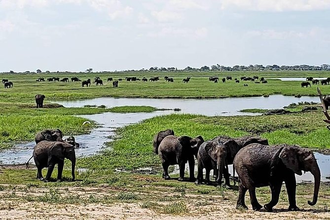 Chobe National Park Safari Full Day-trip - Elephants, buffalo, predators, and birds
