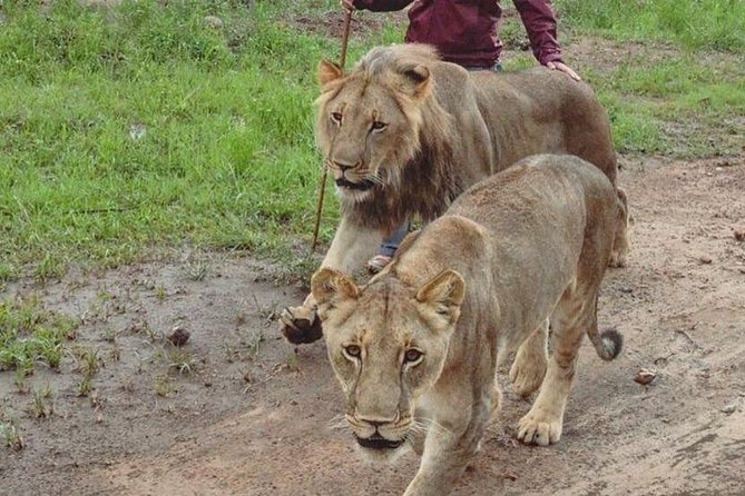 Chobe National Park Safari Full Day-trip - Who should choose this Chobe safari?