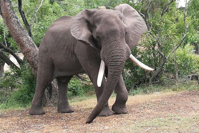 Chobe Safari Overnight Camping Trip - One trip, two very different African icons