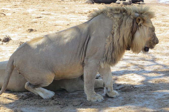 Chobe Safari Overnight Camping Trip - The 11:00 a.m. transfer to Chobe