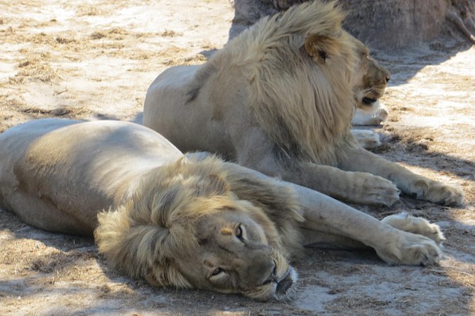 Chobe Safari Overnight Camping Trip - What $340 gets you
