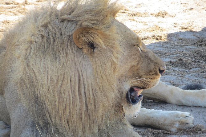 Chobe Safari Overnight Camping Trip - Who will enjoy this safari most